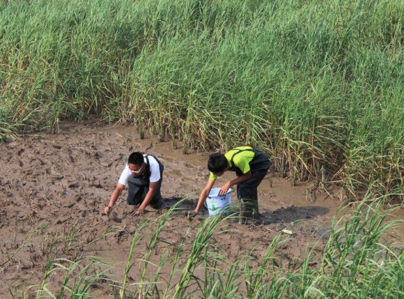 专家带你走进西门岛红树林